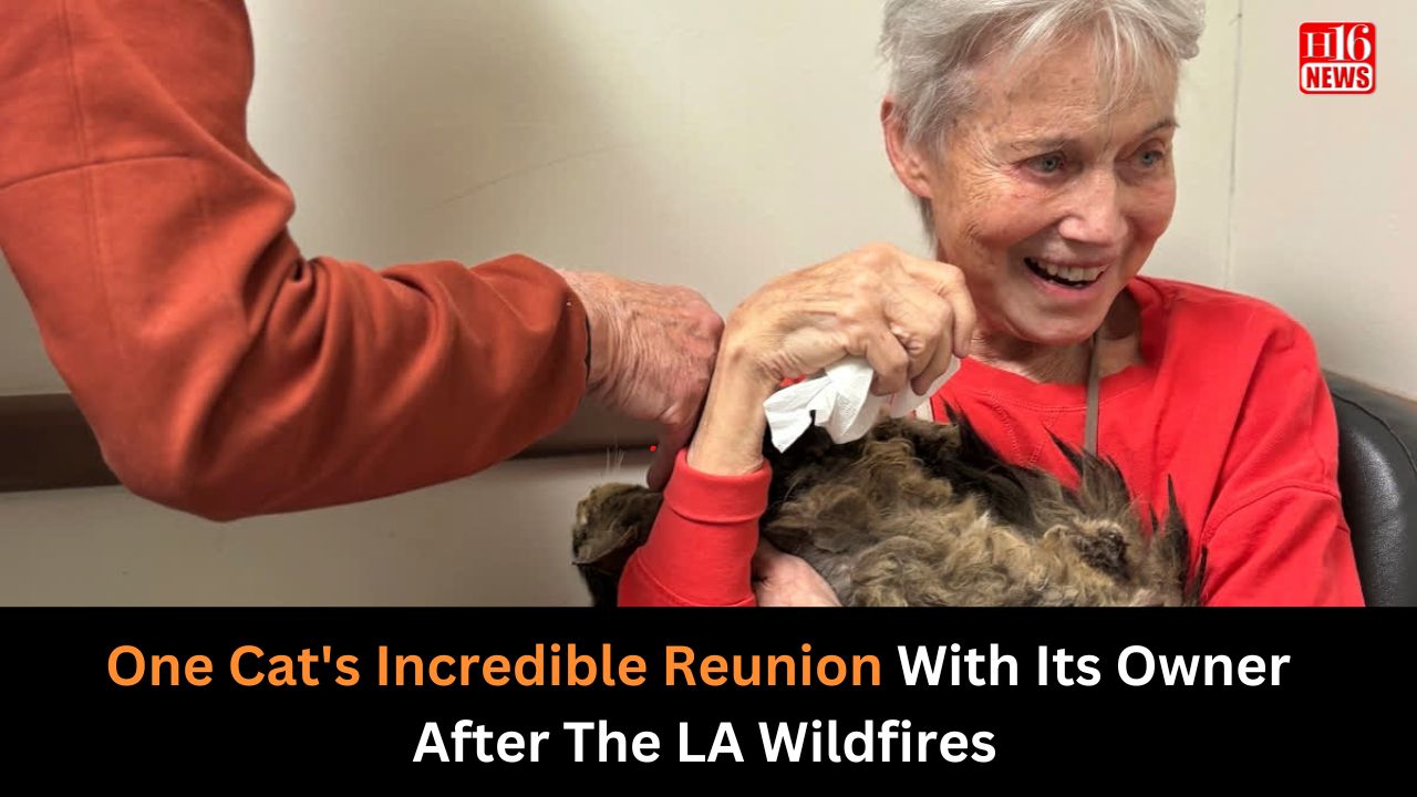 One Cat's Incredible Reunion With Its Owner After The LA Wildfires